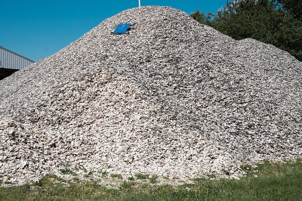 A towering pile of recycled oyster shells.