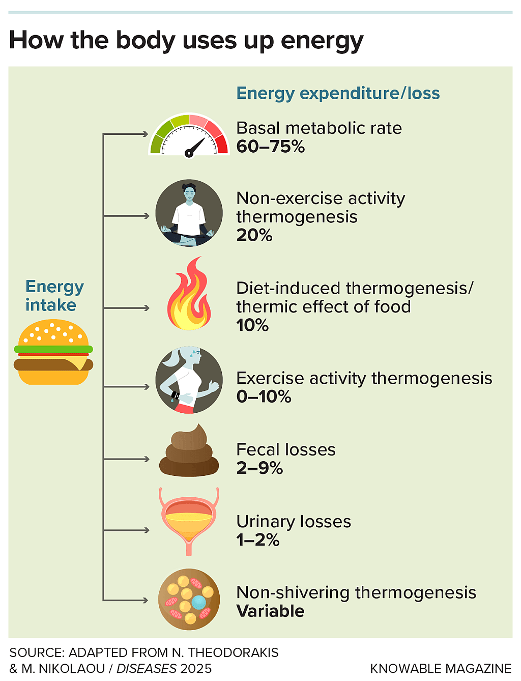 Graphic showing that there are large individual differences in how the body uses up calories and in the metabolic process in which calories are burned to generate heat.