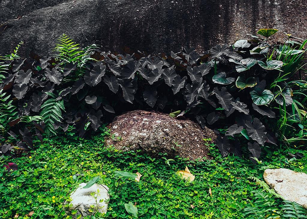 Colocasia, the black, heart-shaped leaf plant.