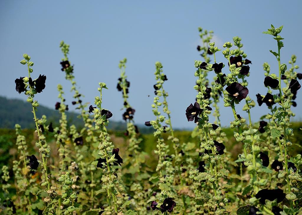 A field of alcea rosea also known as the 'Blacknight' flower.