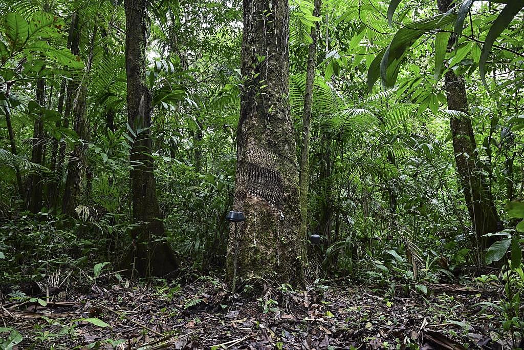 A wide angle shot of a A rubber tree (Hevea brasiliensis) in the forest during rubber extraction in the municipality of Anajas, contained in the Marajo Archipelago Environmental Protection Area, Para state, Brazil on December 6, 2024.
