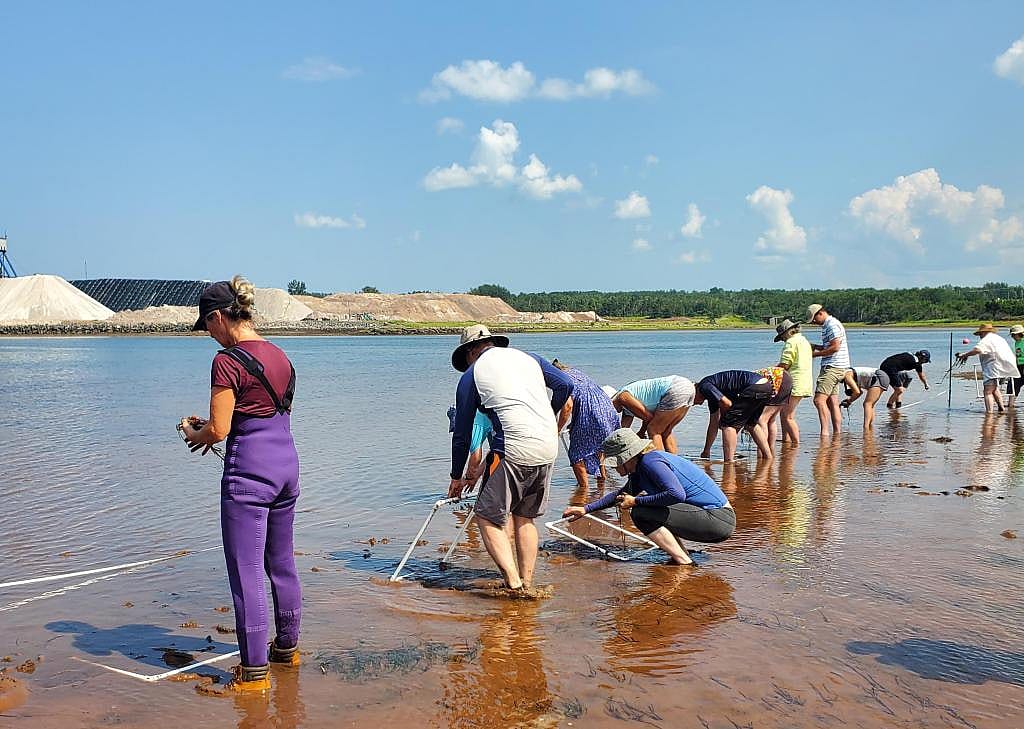 People replanting eelgrass at the Pugwash Estuary.   