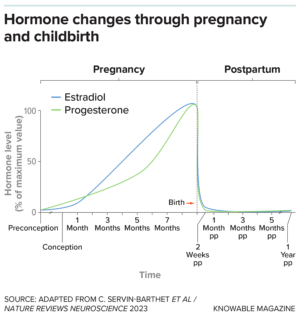 Chart showing the hormones estradiol (the main form of estrogen) and progesterone rise during pregnancy. In some women, their sudden drop after childbirth triggers the onset of postpartum depression.