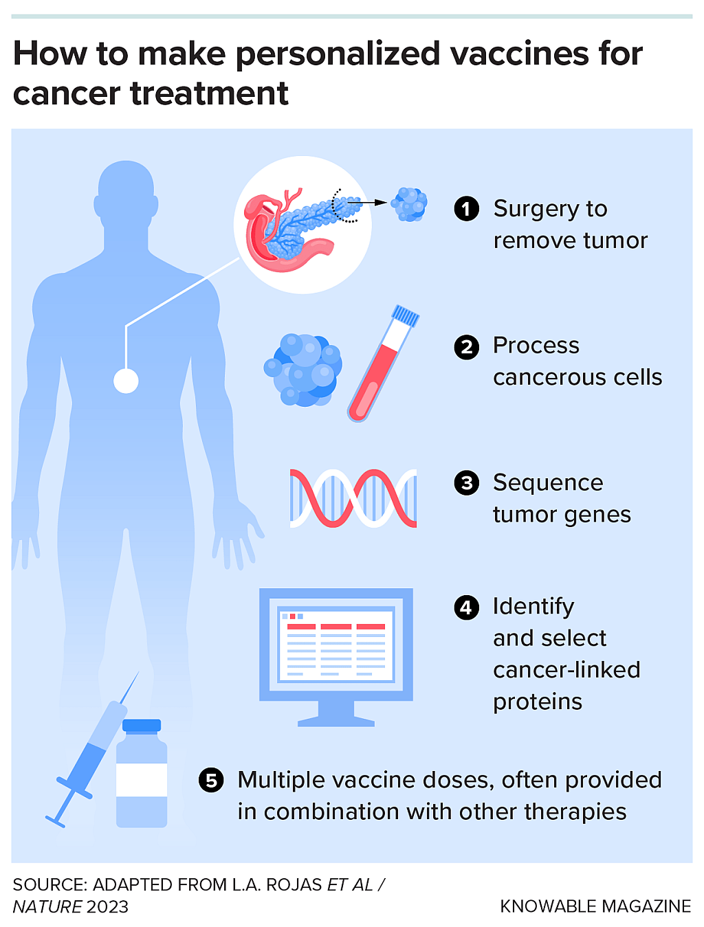 Graphic showing how to make personalized vaccines for cancer treatment, which are based on mutations specific to an individual patient’s tumor. Once the tumor has been removed, scientists collect the cells and analyze their genes for mutations and then create personalized vaccines informed by those mutations.