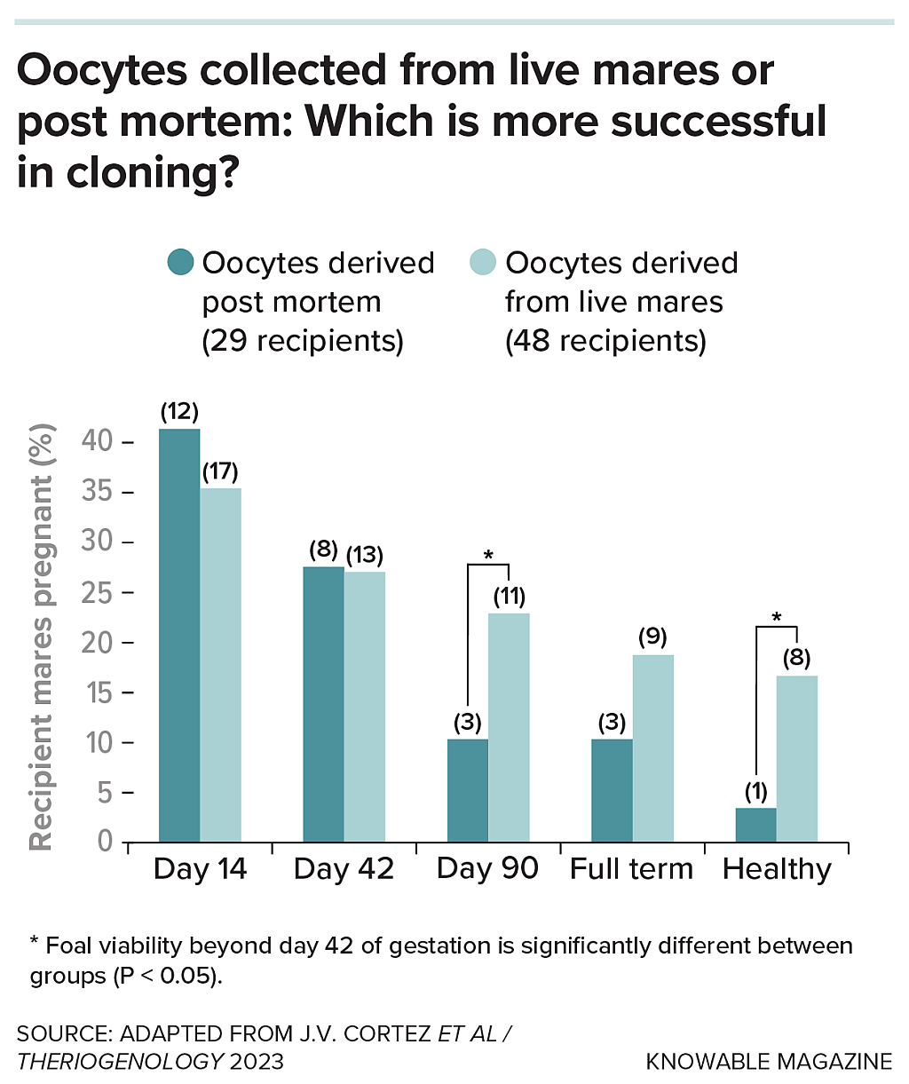 Graph compares the success of equine cloning according to the origin of the oocytes. Those obtained from live mares by transvaginal aspiration show better results than those collected in slaughterhouses post mortem.
