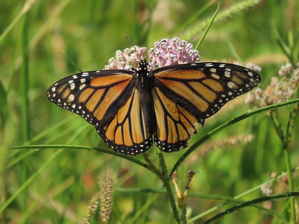 A monarch butterfly with its wings open drinks necter from a plant wiht pink flowers.