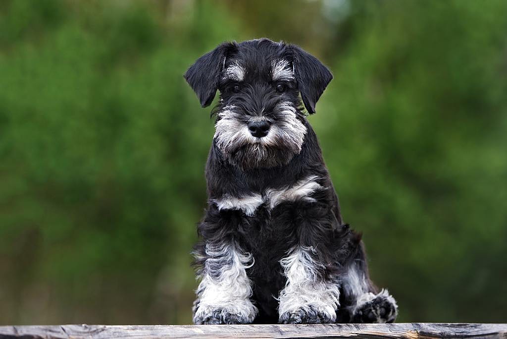 A black and white miniature schnauzer.