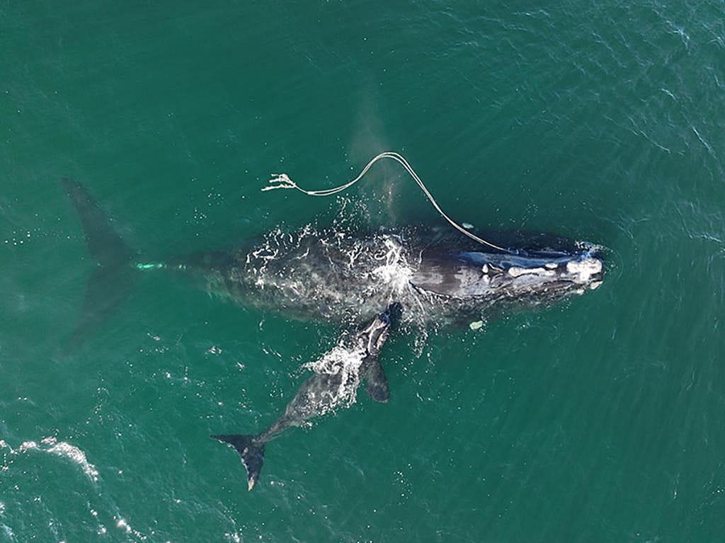 Fishing gear that entangles dolphins, porpoises, and whales is a major threat to the animals. Here, gear trails from the North Atlantic right whale called Snowcone (known individual #3560) who swims with her calf in waters off Georgia.