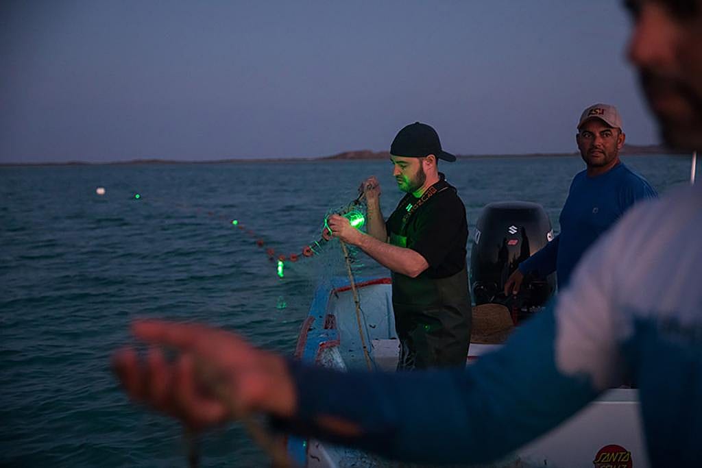 Marine biologist and conservation scientist Jesse Senko fishes a solar-powered illuminated gillnet from waters off the coast of Baja California Sur, Mexico. Tests of the lighted nets find that they reduce bycatch of sea turtles but not the catch of the target fish species.