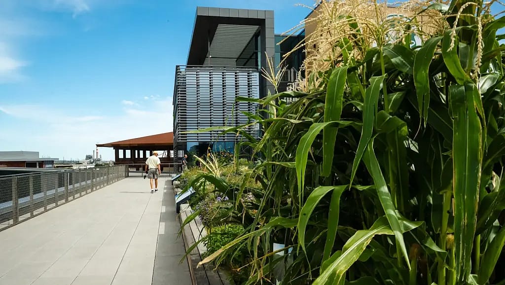 Corn grows on the roof of Colorado State University, where scientists are researching which crops might thrive high off the ground.