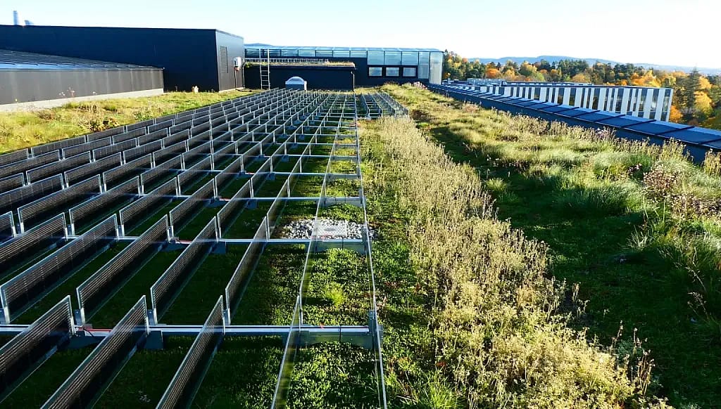 Even simple vegetation, like grasses and mosses, turns a roof into a thriving ecosystem.