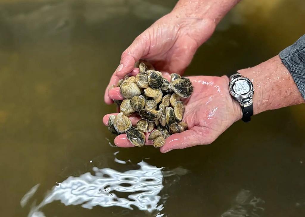 Leslie Sturmer checks on oysters growing in her laboratory in Cedar Key, Florida. Sturmer puts baby oysters through heat stress tests to see which species will be able to withstand rising temperatures.