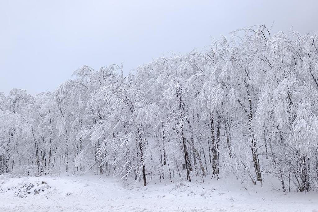 Scenes of rural Vermont in the winter with snow-covered trees. It’s increasingly difficult for farm workers to cross the border to get back home.