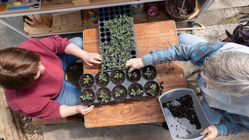 Top down view of volunteers at Kilbourn Park preparing seedlings for the Mother’s Day plant sale.