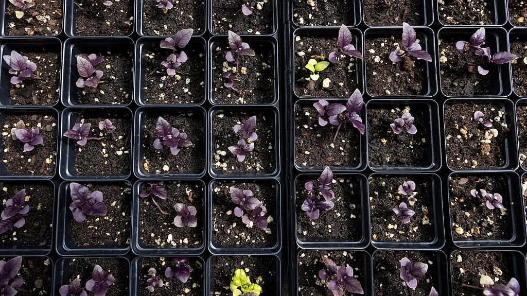 A view of 35 dark purple seedlings and two green ones in small square black nursery propagation cups at the Kilbourn Park annual plant sale.