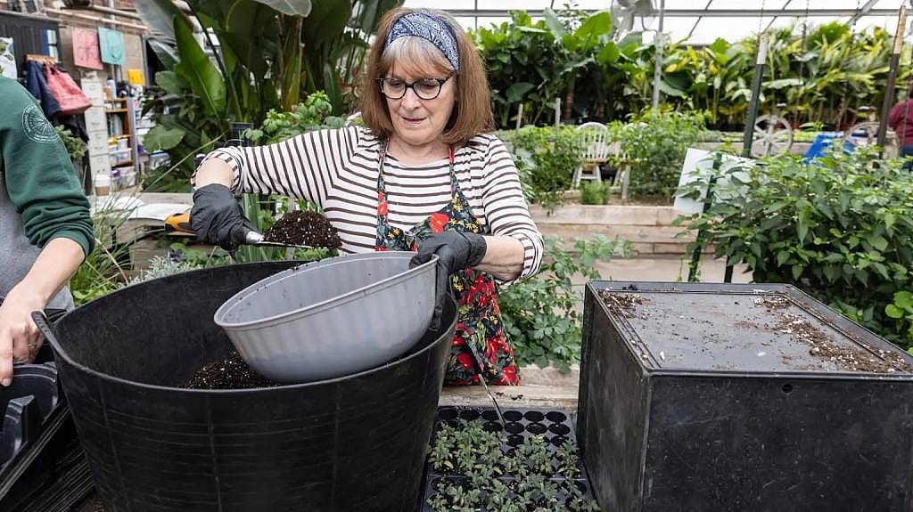  A volunteer wearing a bandana headband and a floral apron prepares to transplant young plants by scooping soil from a large black container.