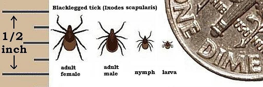 In the larval stage, deer ticks can be tiny – and difficult to spot on your body. Shown here next to a dime coin for scale.