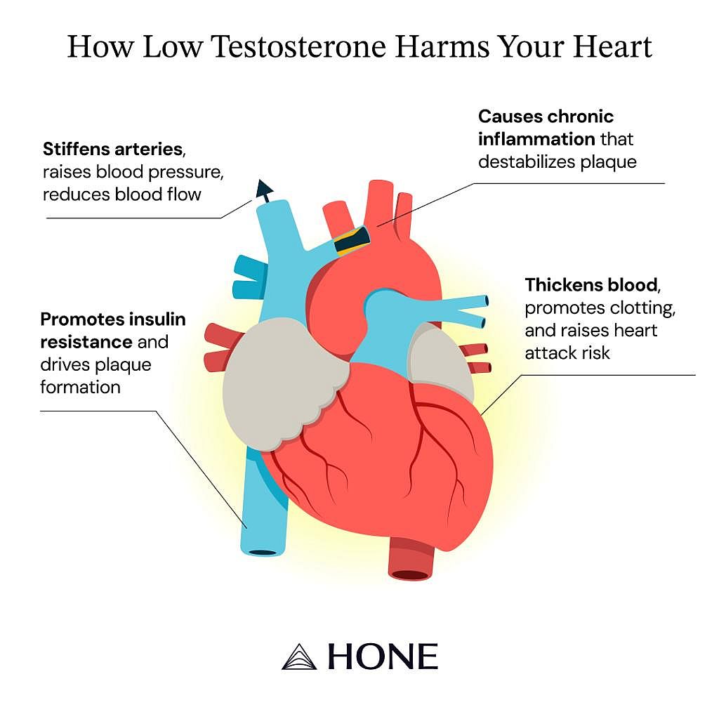 An infographic showing the effects of low testosterone to a human heart's chambers and blood vessels.