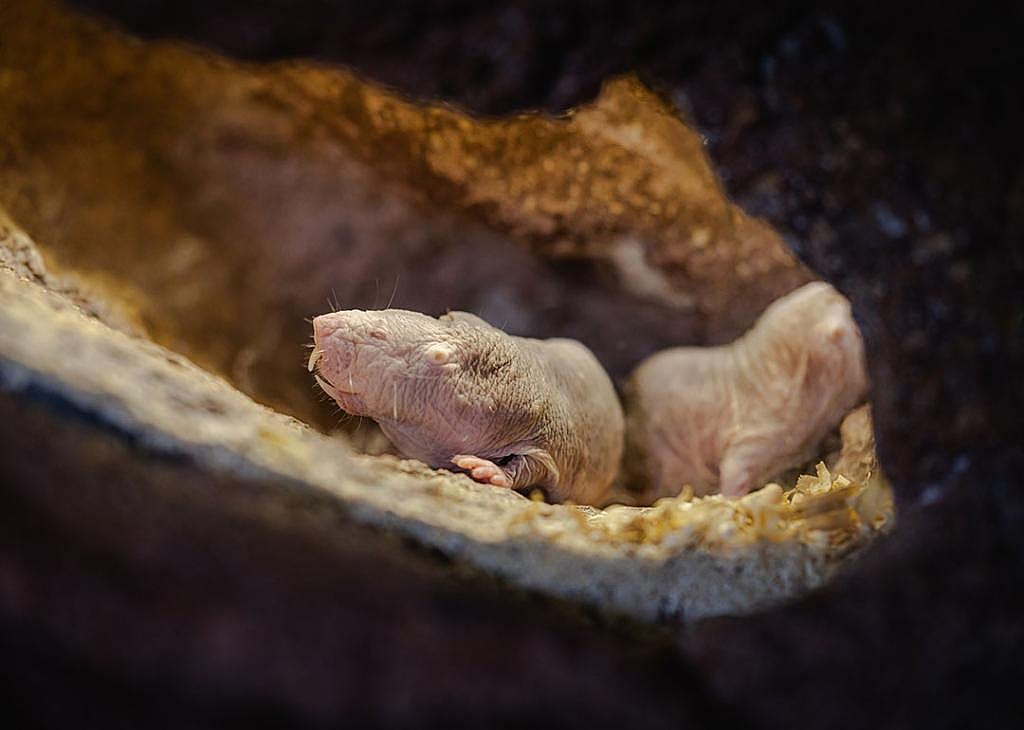 Naked mole rats in their natural burrow