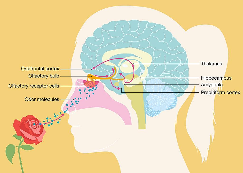 An illustration of the human olfactory system, detailing how the brain processes scent from odor molecules to cognitive perception.