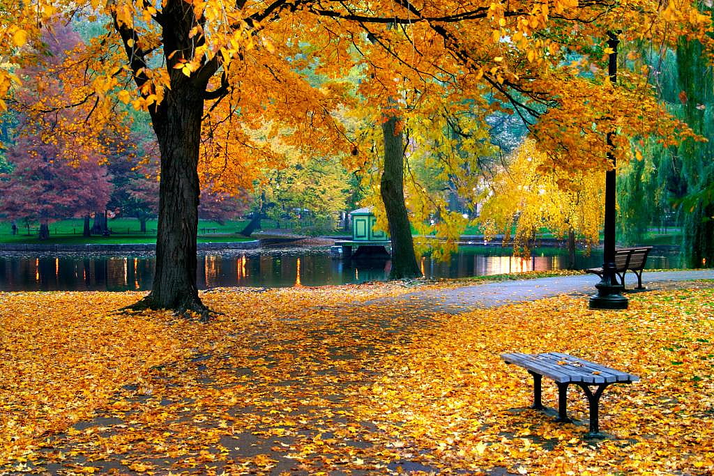A vibrant autumn foliage at the Boston Public Garden in Massachusetts, USA.