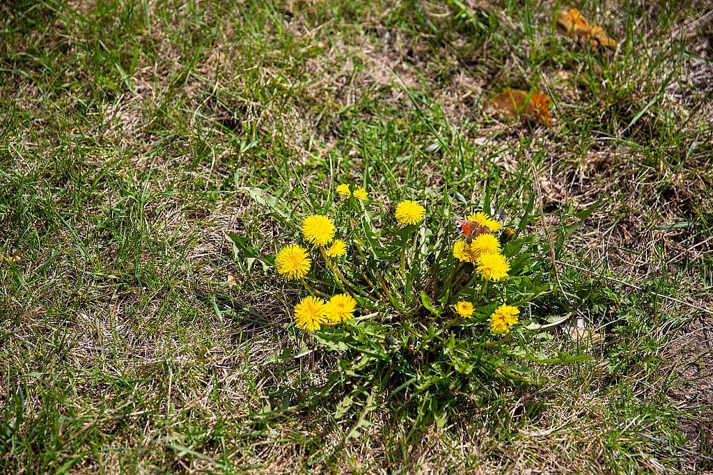 Bright yellow dandelions growing from a weed.