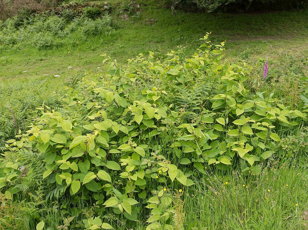 A field of grass with Japanese knotweeds growing.