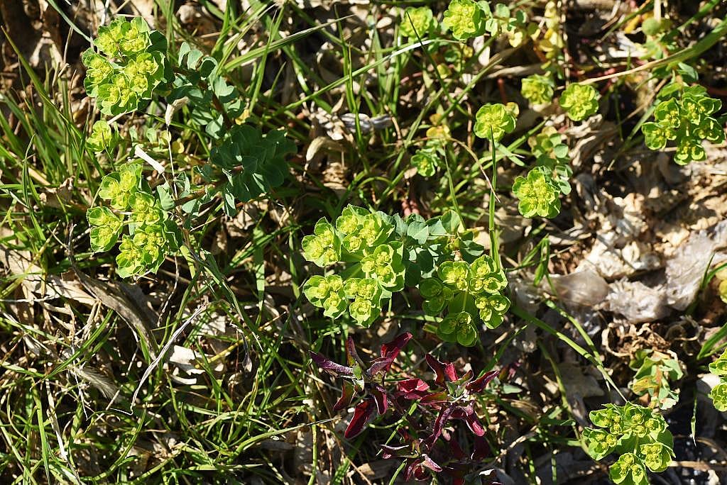 Sun spurge weed plants growing on a rough grass field.