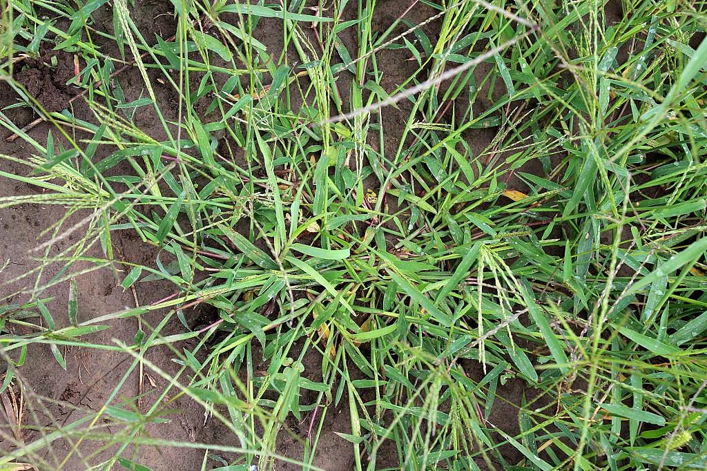 Crabgrass weed growing on a patch of soil.