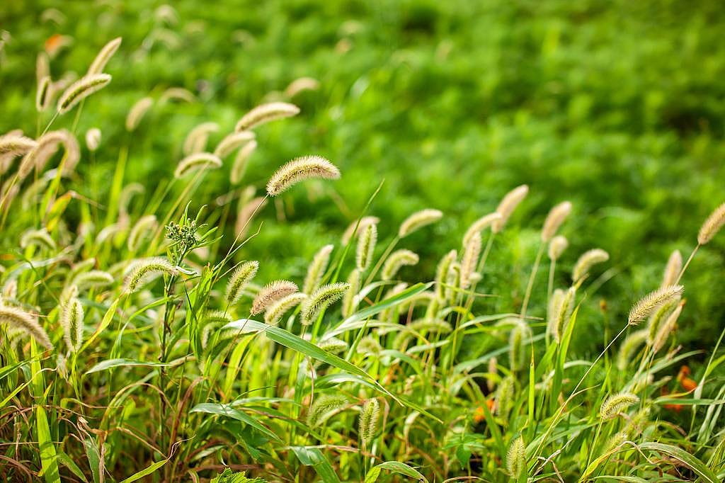 Giant foxtail plants in a field