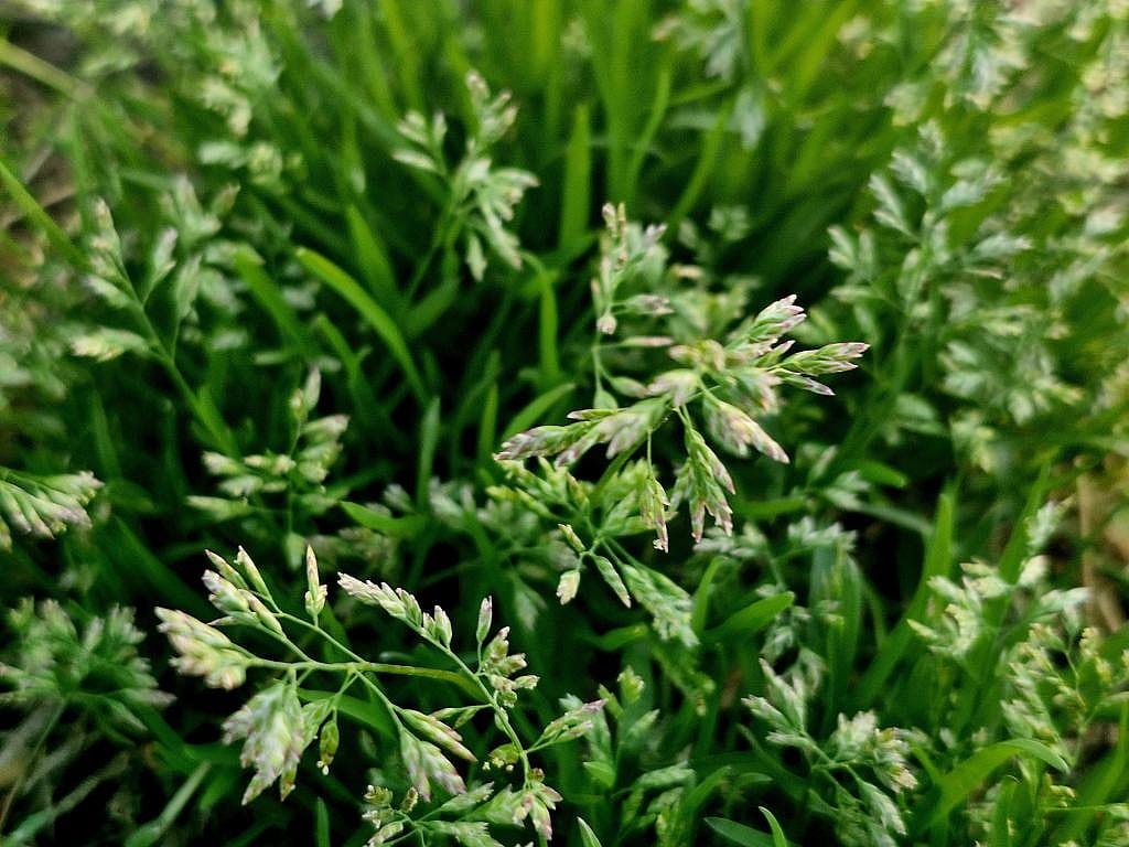 Annual bluegrass plant