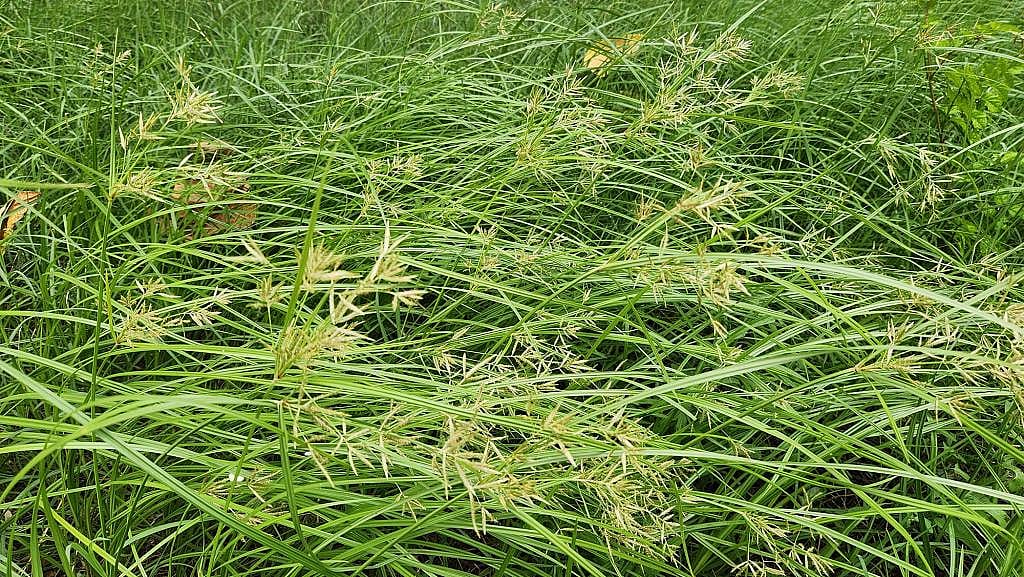 Blooming yellow nutsedge plants