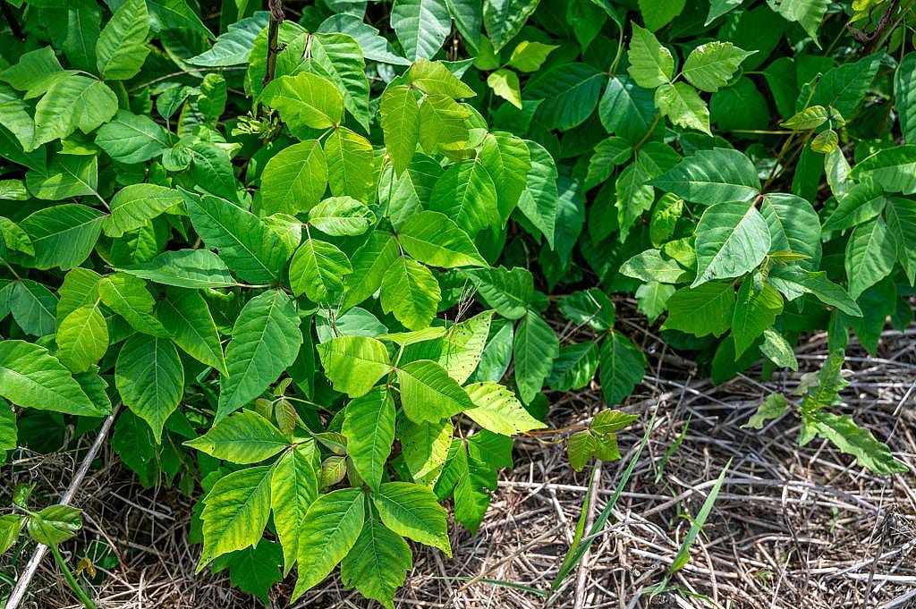 Wild poison ivy plants in a field