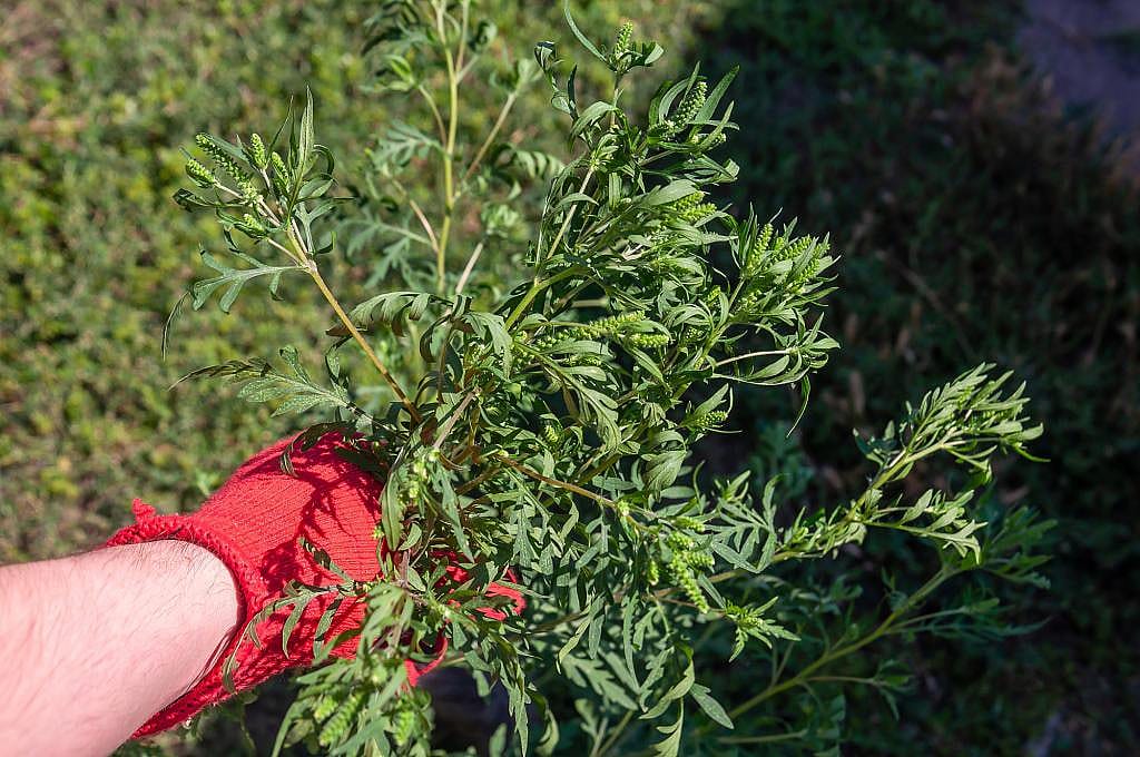 Person holding ragweed plant showcasing its leaves and flowers.