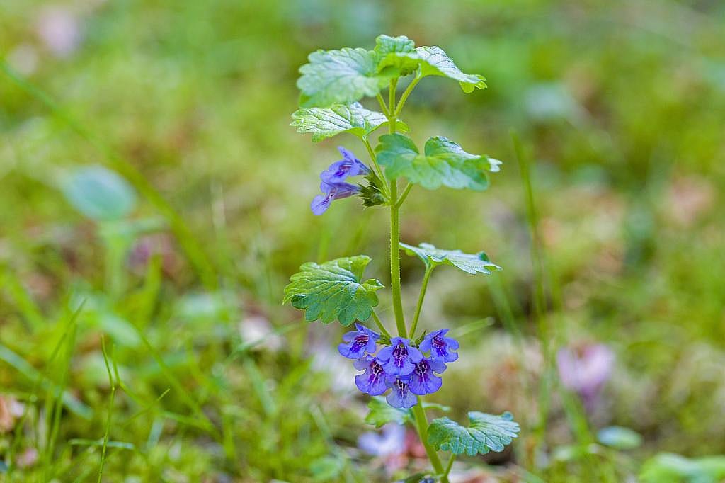 Ground ivy plant with blue blooming flowers