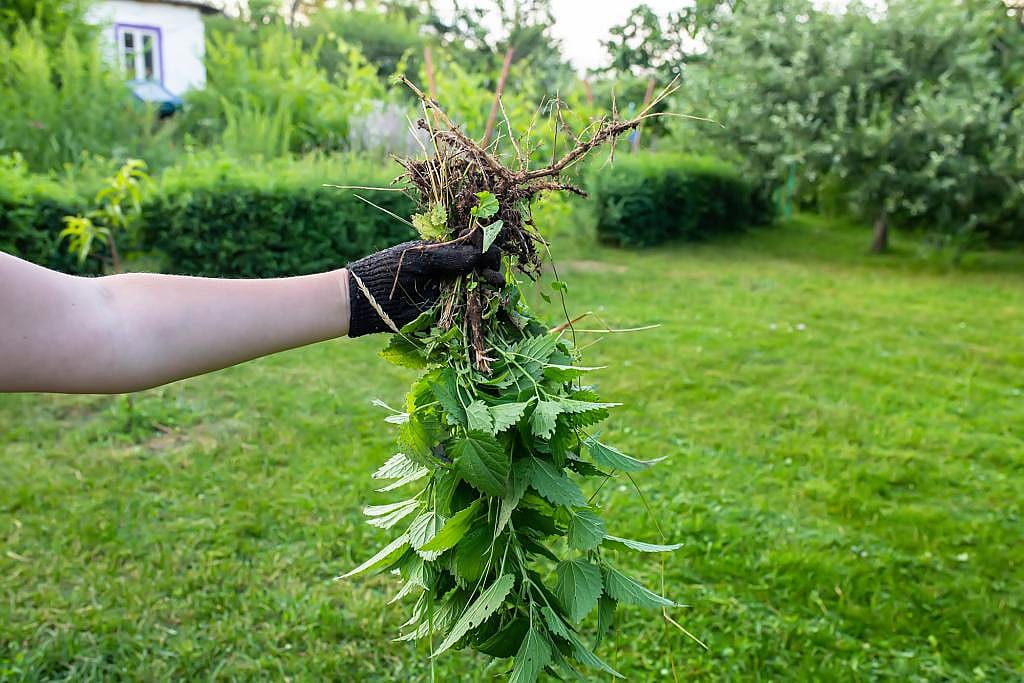 Person holding a freshly plucked stinging nettle plant.
