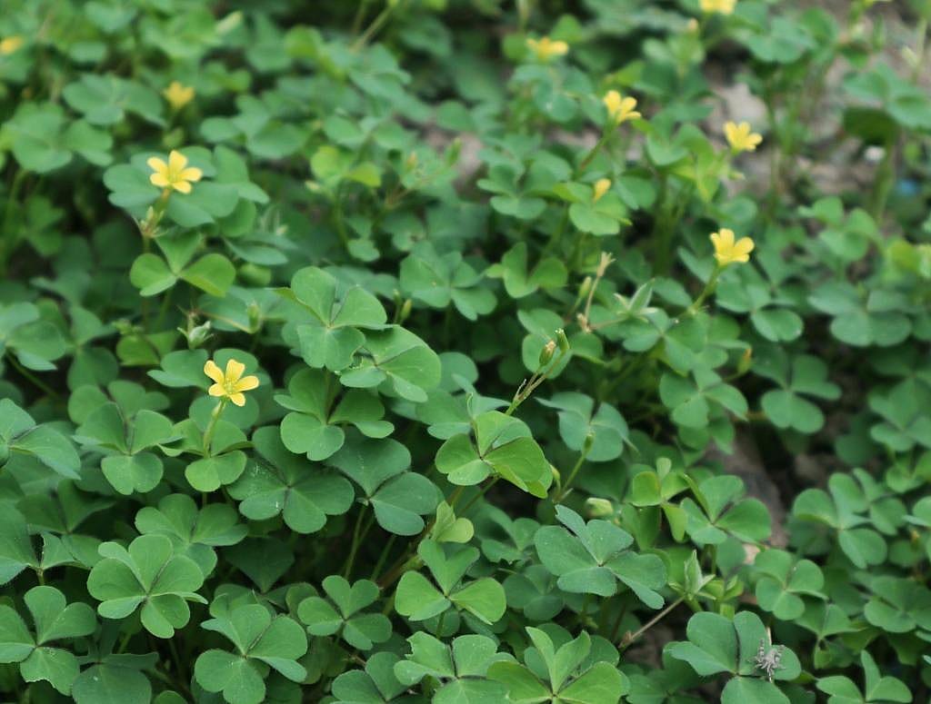 Woodsorrel plants with yellow blooming flowers