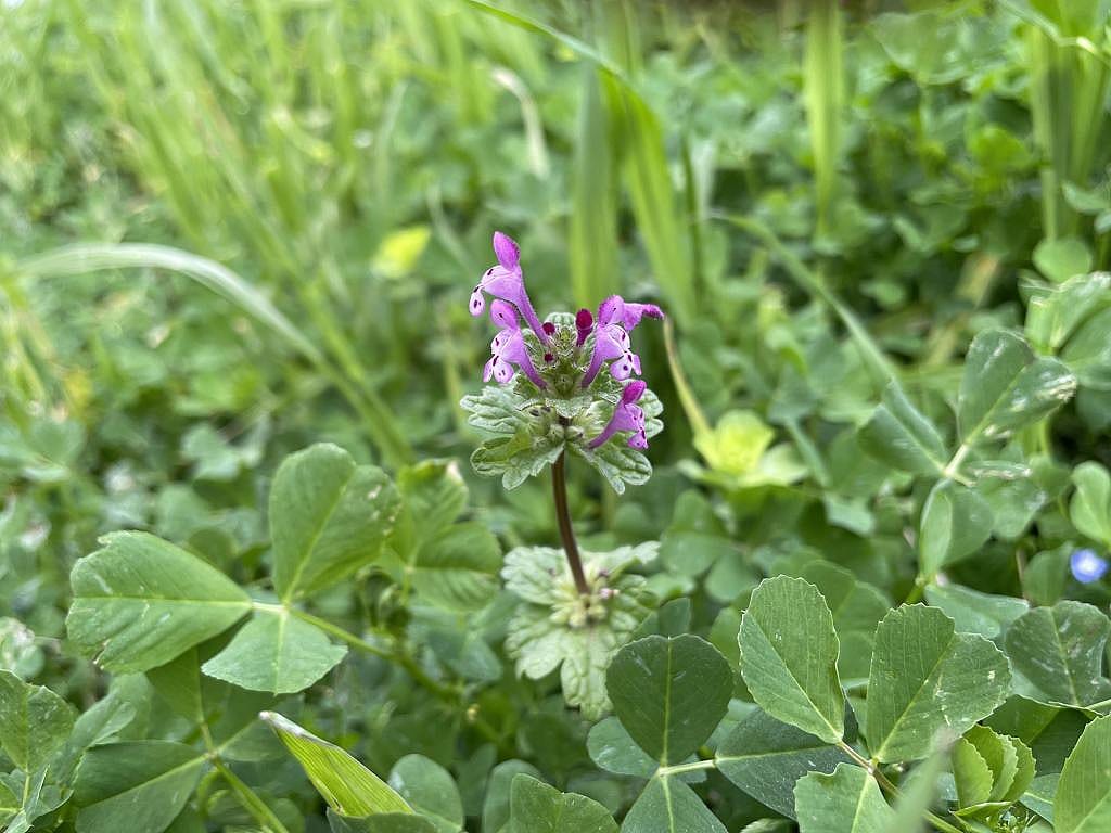 A henbit deadnettle plant with pink flowers