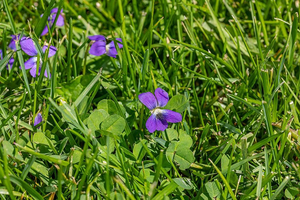 Common blue violet plants in a field