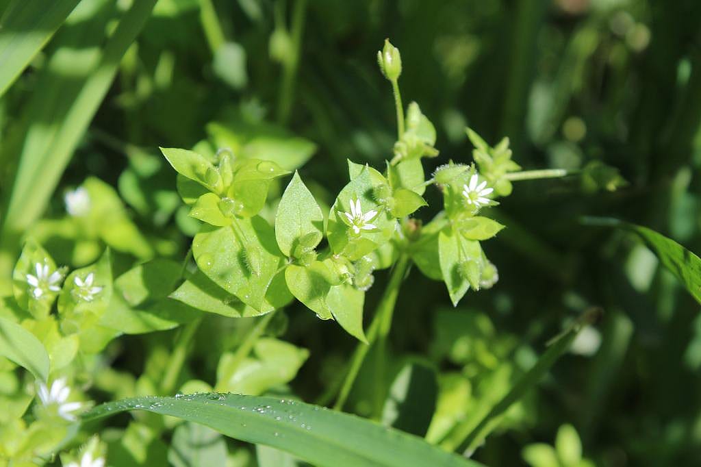 Common chickweed plant with white flowers