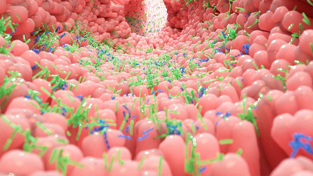 A 3D illustration of the internal folds and lining of the human intestine populated with rod-shaped microscopic organisms.