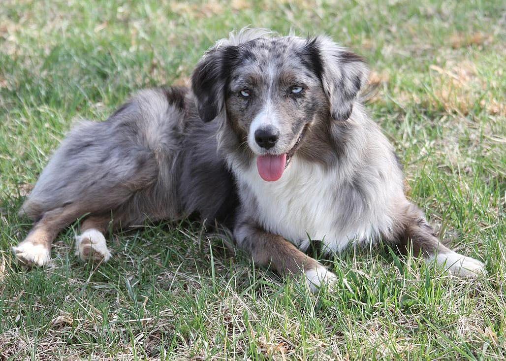 #29. Miniature American shepherd