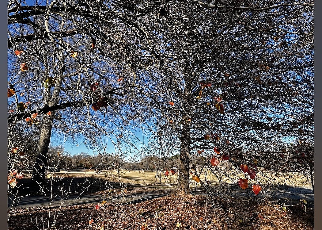 Park: Piedmont Park