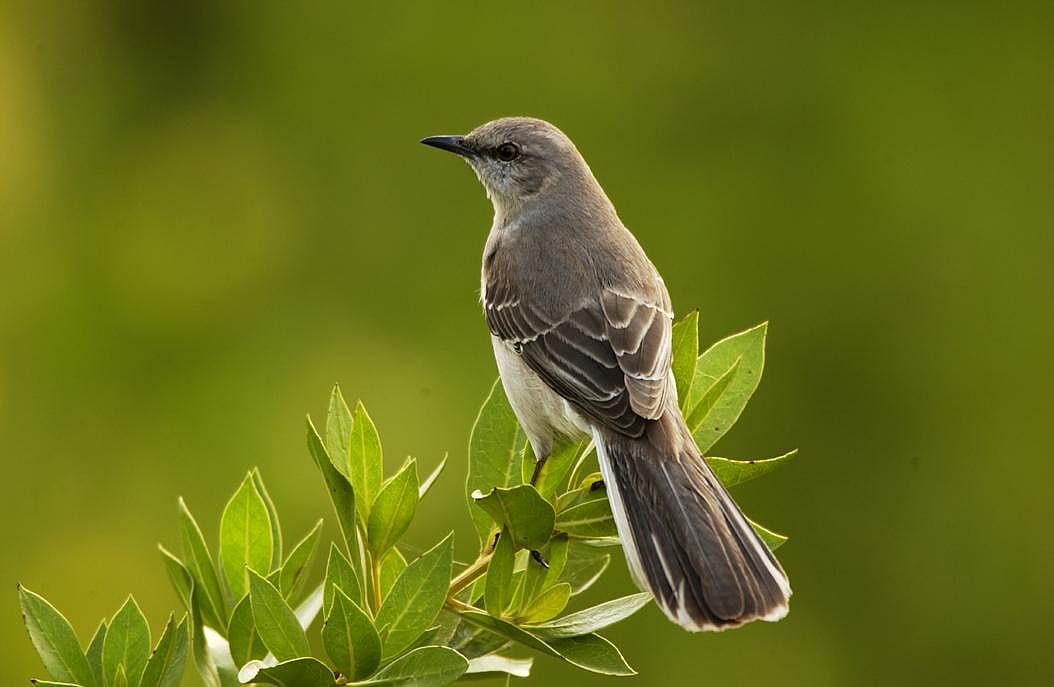 Arkansas