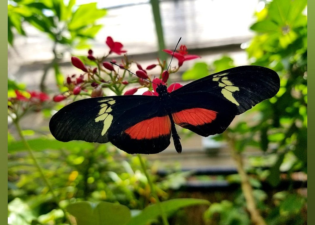 #14. Butterfly Pavilion