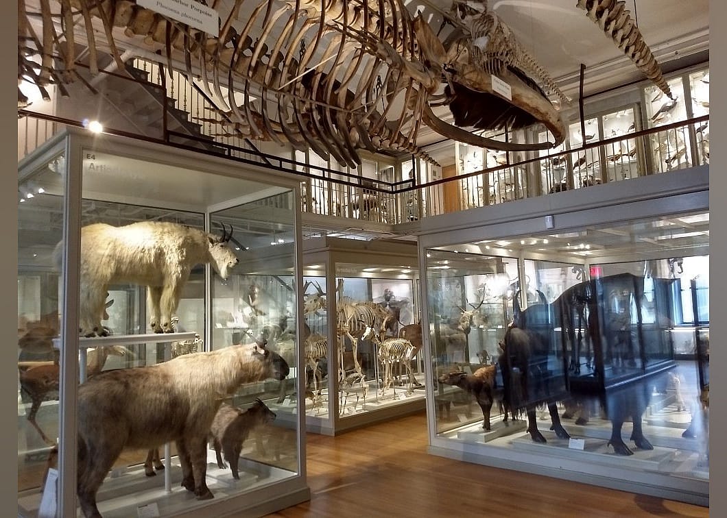 #21. Harvard Museum of Natural History