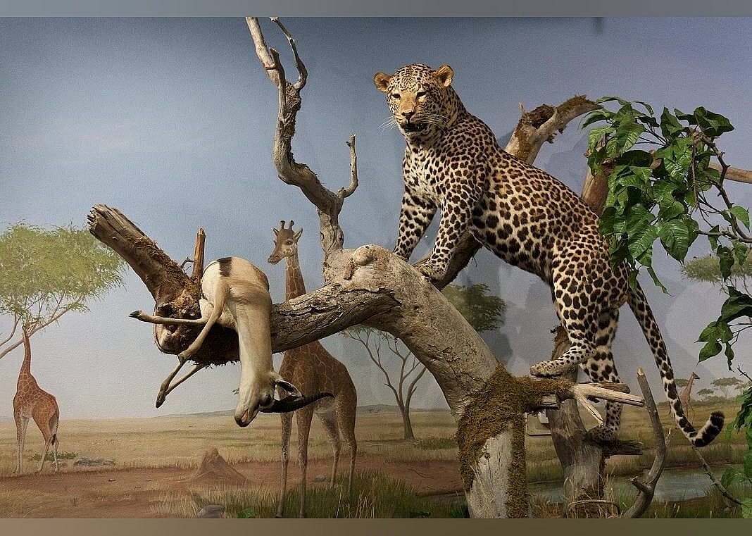#28. Las Vegas Natural History Museum