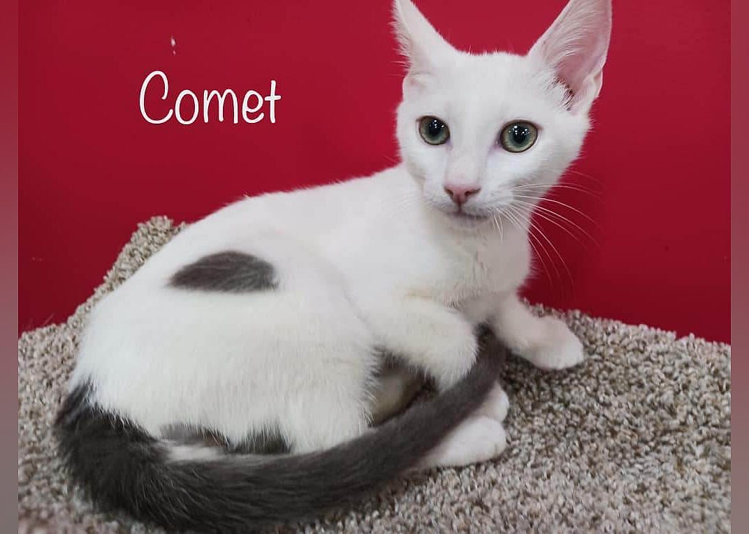 Comet