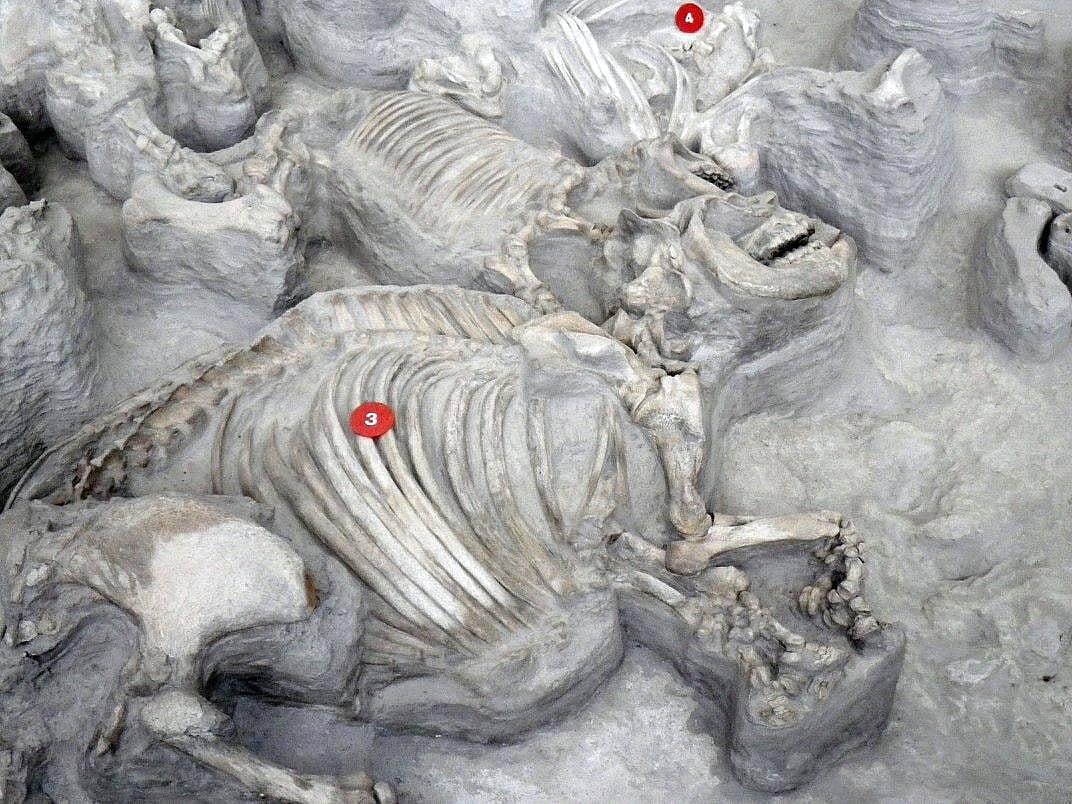 #30. Ashfall Fossil Beds State Historical Park