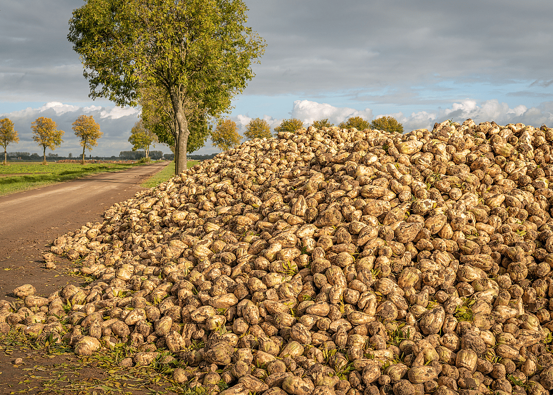A large pile of beets next to a dirt road.